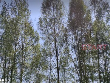 Do sprzedania działka 630 m² w Warszawie z pięknym starodrzewem działka Warszawa, Mokotów Siekierki