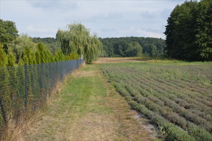 Atrakcyjna działka 8 136 m² pod zabudowę i działalność działka Klarów