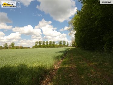 Działka siedliskowa na sprzedaż Błotno 18 300m2 Foto 4
