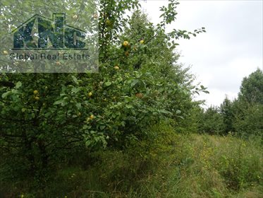 Działka rolna na sprzedaż Korytków 10 800m2 Foto 6
