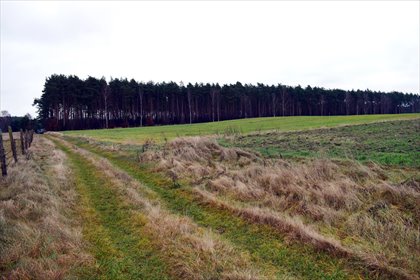 działka na sprzedaż 19700m2 działka Ostroróg, obręb Ostroróg