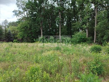 Działka 2062 m² z lasem w Nadarzynie (z możliwością zabudowy) działka Strzeniówka