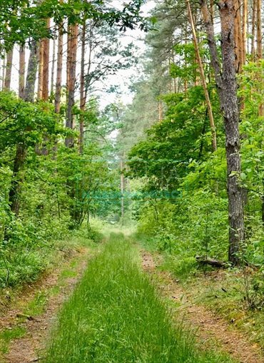 działka na sprzedaż 2000m2 działka Strzeniówka