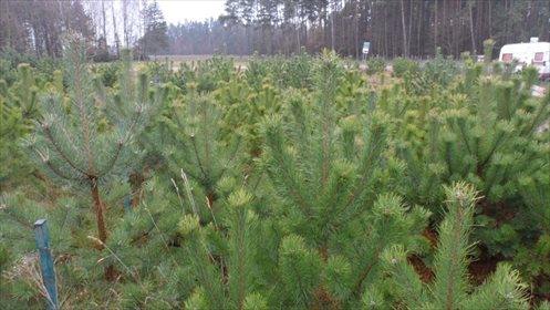 Działka inwestycyjna na sprzedaż Lewino 1 037m2 Foto 3