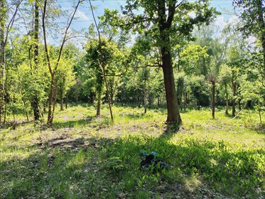 Działka 2 520 m² w Złotokłosu (blisko natury i Warszawy) działka Złotokłos, Urocza