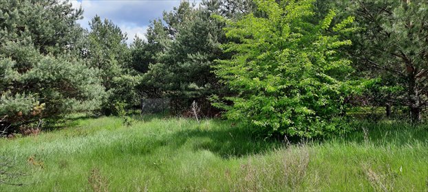 Sprzedam działkę 3042 m² w otulinie Chojnowskiego Parku Krajobrazowego działka Prace Duże, Prace Duże, Tomasza Orłowskiego