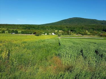 Działka budowlana na sprzedaż Sady 21 500m2 Foto 3