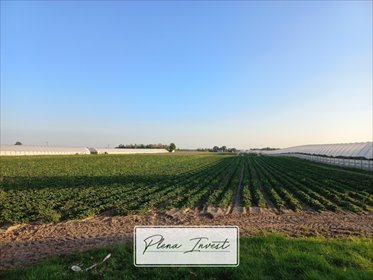Polecam działkę 36 109 m² z warunkami zabudowy w Wygodzie Smoszewskiej działka Wygoda Smoszewska
