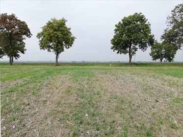 Działka 4,5 ha pod inwestycję przy trasie Piaski-Chełm działka Nowe Chojno