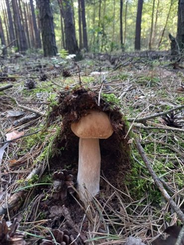 Działka 3000 m² w Grubsko - idealna na relaks i aktywność działka Grubsko