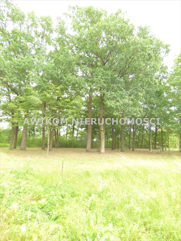 Działka 1725 m² z lasem i mediami, idealna pod dom działka Rusiec