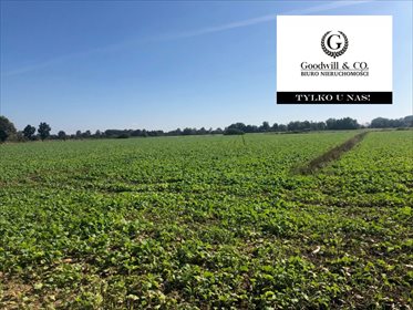 Działka przemysłowo-handlowa na sprzedaż Gdańsk, Świbno, Kempingowa 11 000m2 Foto 4