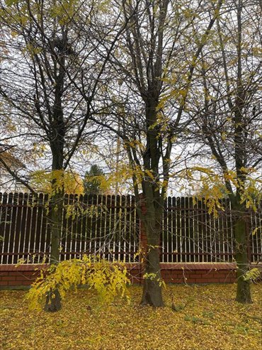 działka na sprzedaż 761m2 działka Piastów, Józefa Ignacego Kraszewskiego