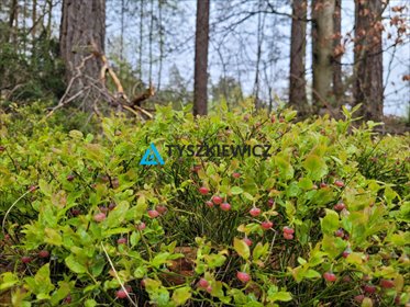 działka na sprzedaż 6272m2 działka Borek Kamienny