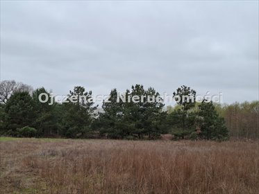 Na sprzedaż działka 15 000 m² w Trzeciewcu z prądem i atrakcyjną lokalizacją działka Trzeciewiec