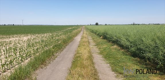 Działka przemysłowo-handlowa na sprzedaż Góra, Szamotulska 10 000m2 Foto 3