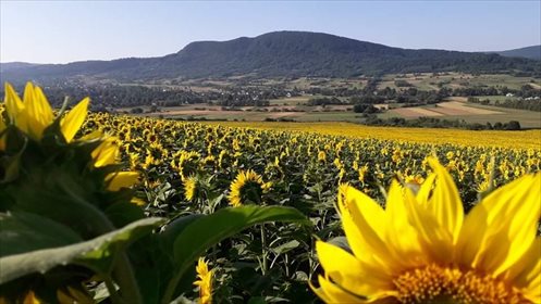 Działka rolna na sprzedaż Jasionka 2 800m2 Foto 1