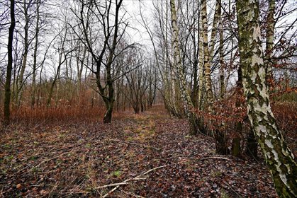 działka na sprzedaż 9530m2 działka Kazimierz Dolny