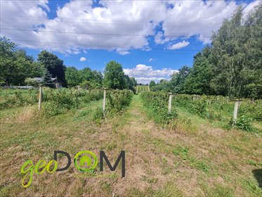Polecam działkę 1687 m² w Drzewcach-Kolonii, przy drodze asfaltowej działka Drzewce-Kolonia