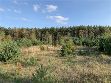 Na sprzedaż działka 2000 m² z lasem i dostępem do Narwi działka Gnojno