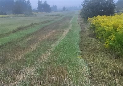 działka na sprzedaż 5900m2 działka Cholerzyn