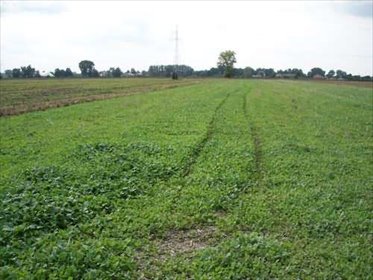 działka na sprzedaż 11357m2 działka Gorzów Wielkopolski, Siedlice