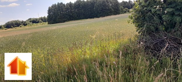 Działka rolna 5361 m2 z dojazdem gminnym i pszenżytem działka Leżajsk (gw)