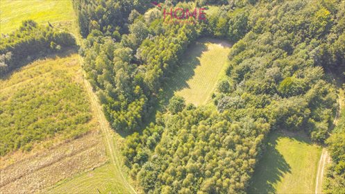 Działka leśna na sprzedaż Dylągówka 4 300m2 Foto 5