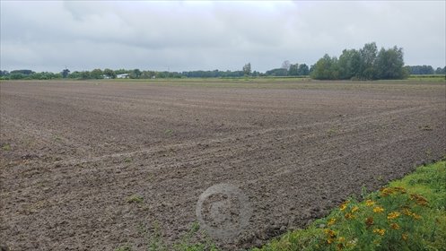 działka na sprzedaż 11600m2 działka Gorzów Wielkopolski, Zieleniec