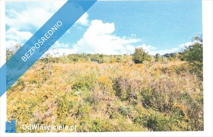 działka na sprzedaż 8800m2 działka Bogatynia, Trzciniec