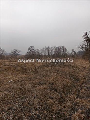 Działka budowlana na sprzedaż Żory, Baranowice 8 627m2 Foto 5