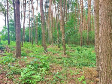 Działka rekreacyjna na sprzedaż Drożdżówka 1 427m2 Foto 2