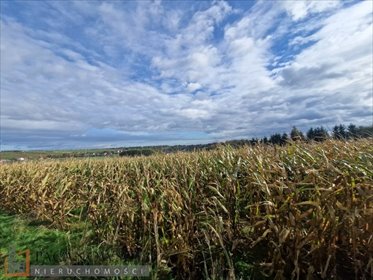 działka na sprzedaż 1213m2 działka Cianowice Małe