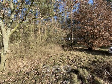 Działka leśna na sprzedaż Słonów 10 800m2 Foto 4