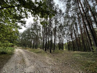 Działka rolna 5500 m² z lasem w Pustelniku polecam działka Pustelnik