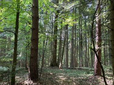 Działka rolna na sprzedaż Kunkowa, Uście Gorlickie 11 607m2 Foto 4