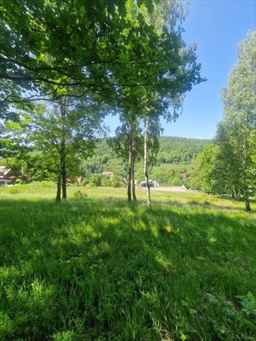 działka na sprzedaż 5500m2 działka Świeradów-Zdrój, Osiedlowa