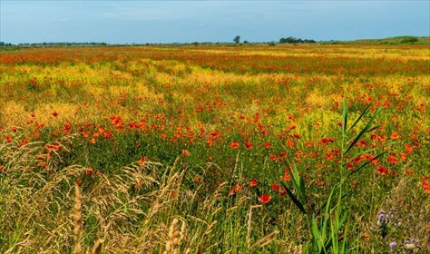 działka na sprzedaż 20900m2 działka Nieborowo