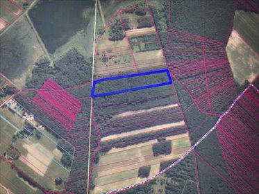 Działka leśna 3,9 ha z dojazdem, sosna i brzoza działka Brody