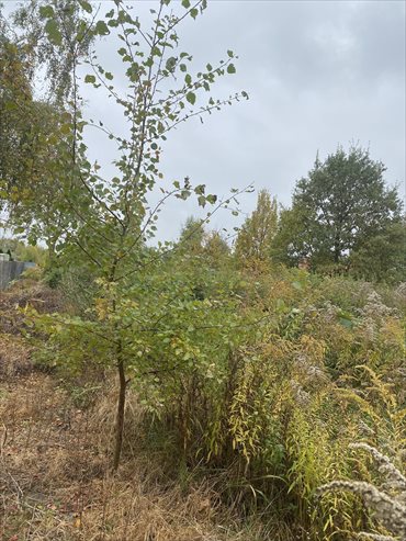 działka na sprzedaż 2851m2 działka Starowa Góra, Brzoskwiniowa