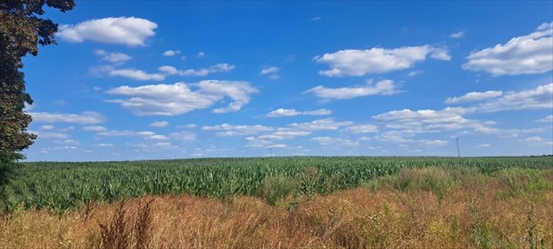 Na sprzedaż działka 50 arów przy trasie Parczew-Siemień działka Miłków-Kolonia