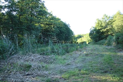 Działka leśna na sprzedaż Daniszewo 7 000m2 Foto 4