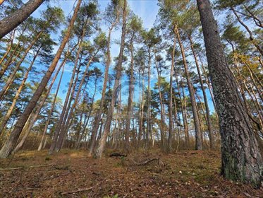 Działka 1646 m2 900 m od morza las i spokój działka Dziwnów