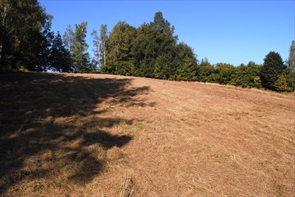 Działka budowlana na sprzedaż Miłoszów 6 500m2 Foto 5