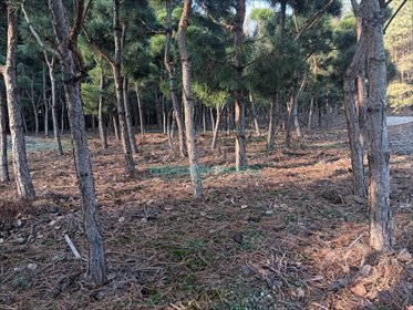 działka na sprzedaż 1997m2 działka Żelechów