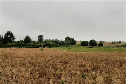 Działka rolna na sprzedaż Młodziejów, Piaski 2 600m2 Foto 4