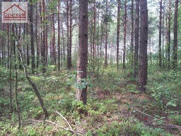 Działka leśna na sprzedaż Brzozowy Kąt 15 375m2 Foto 3