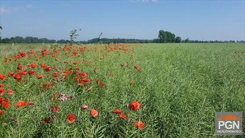 Działka 2316 m² z warunkami zabudowy polecam działka TRZEBIATÓW OKOLICA