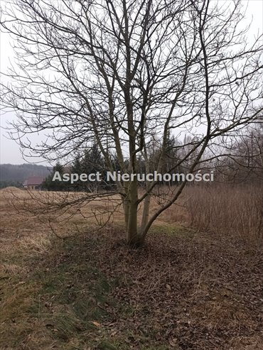 Działka budowlana na sprzedaż Rybnik, Popielów 934m2 Foto 3