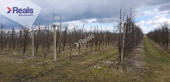Działka rolna na sprzedaż Las Dębowy 35 800m2 Foto 3